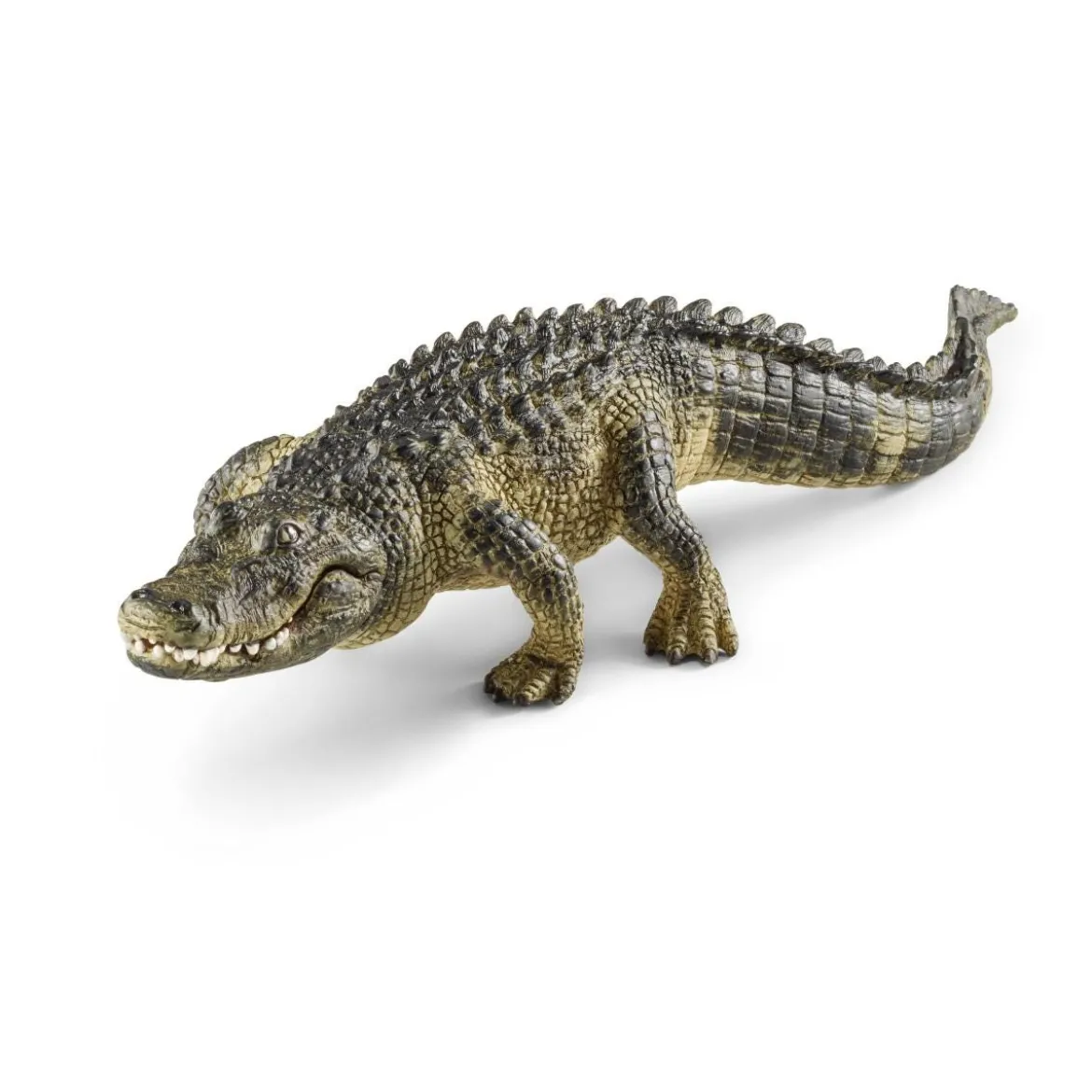 Alligator