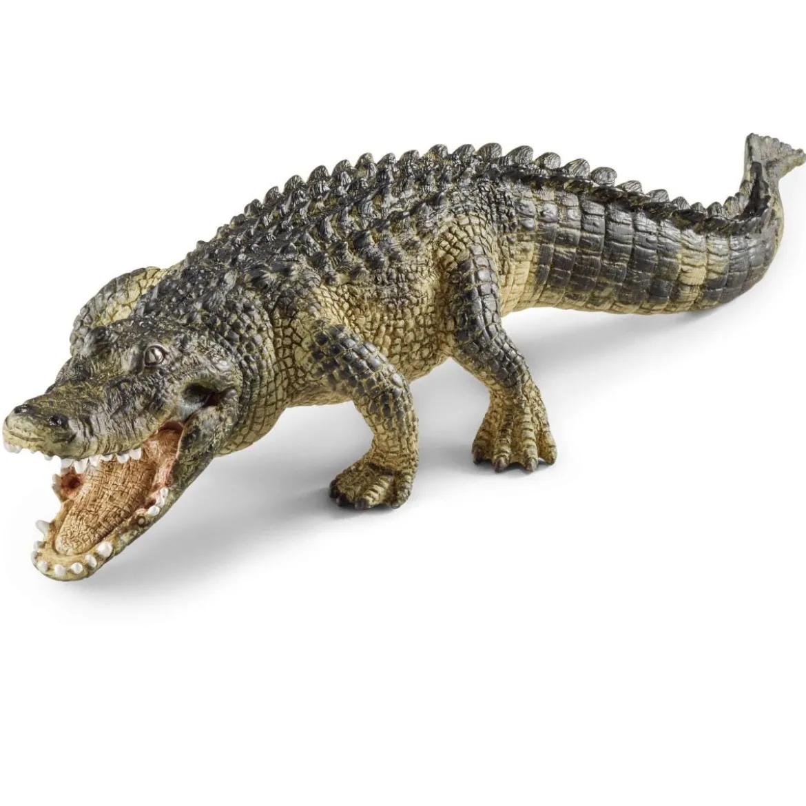 Alligator