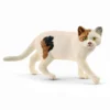 American shorthair