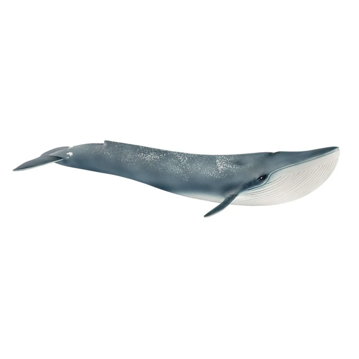 Baleine bleue