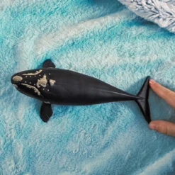 Baleine de l'Atlantique