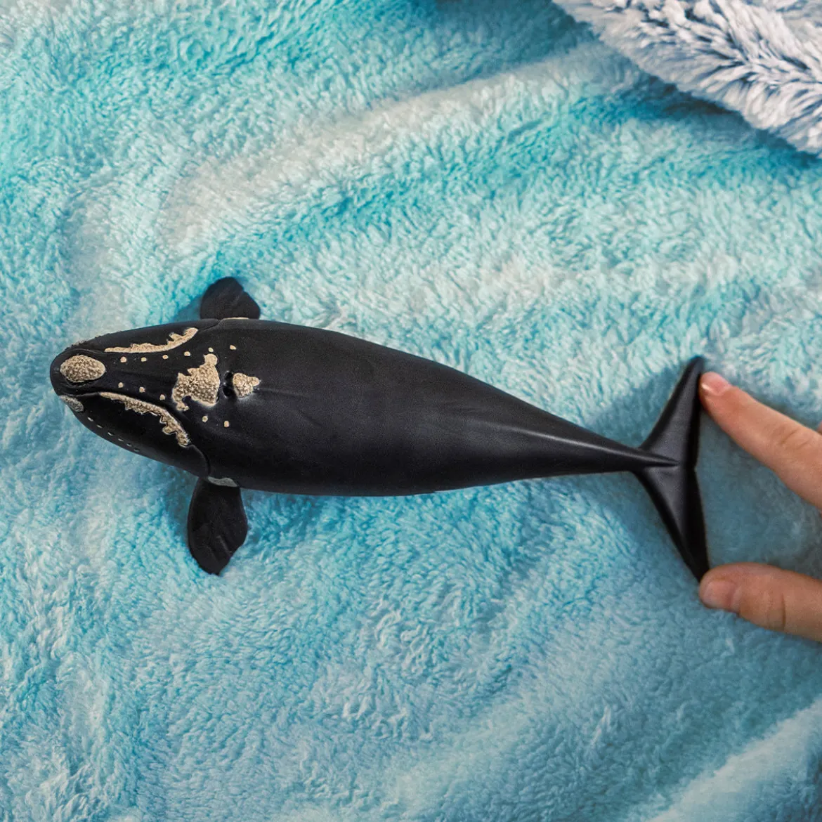 Baleine de l'Atlantique