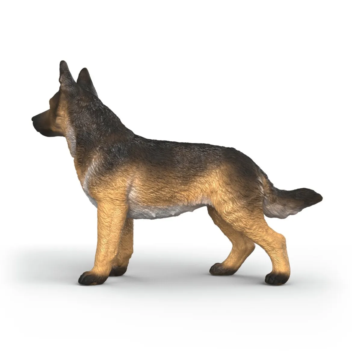 Berger allemand femelle