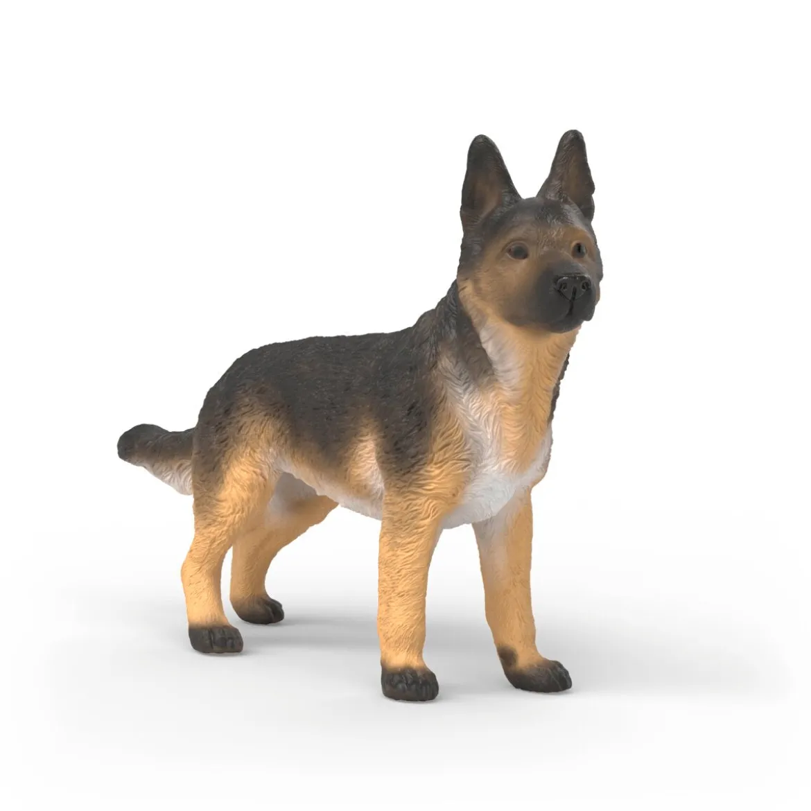 Berger allemand femelle