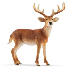 Cerf de Virginie