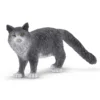 Chat Maine Coon