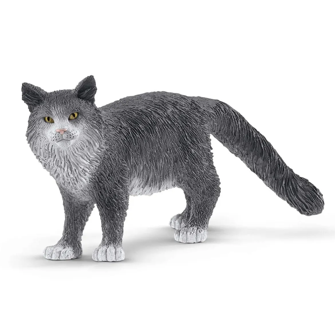 Chat Maine Coon
