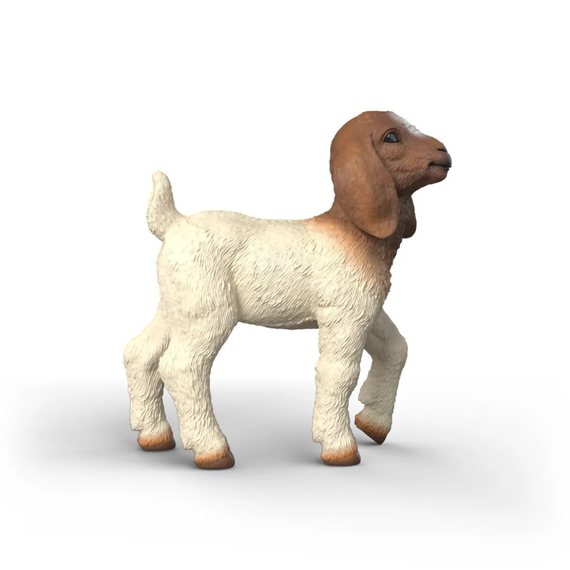 Chevreau Boer