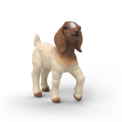 Chevreau Boer