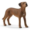 Chien de Rhodésie à crête dorsale