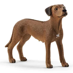 Chien de Rhodésie à crête dorsale
