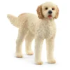 Chien Goldendoodle