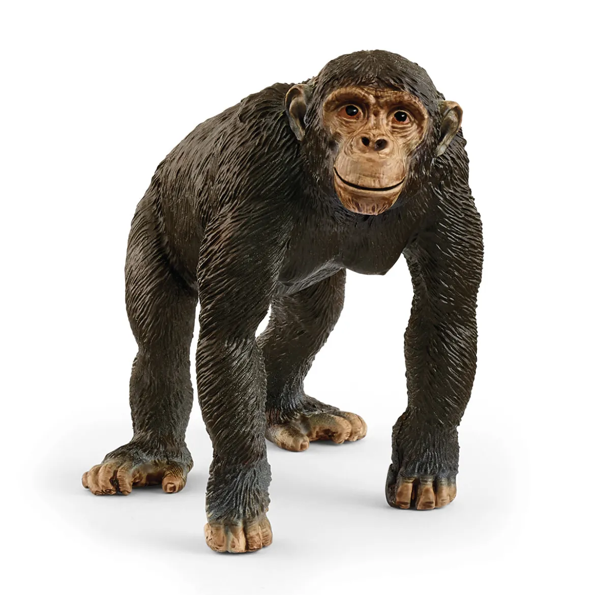 Chimpanzé