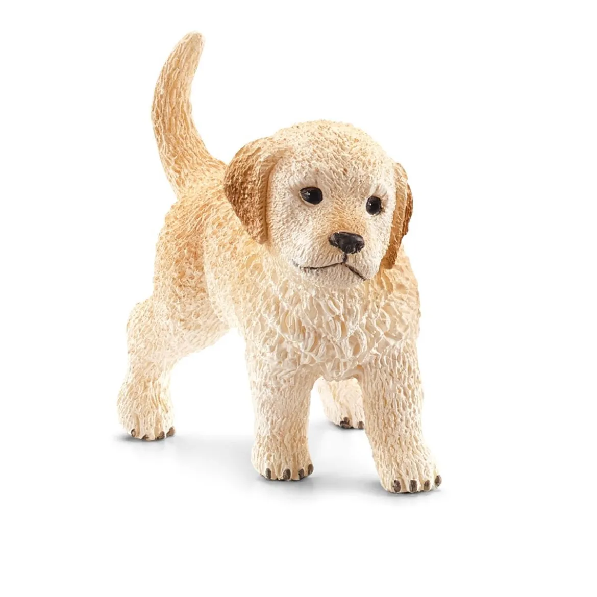 Chiot Golden Retriever