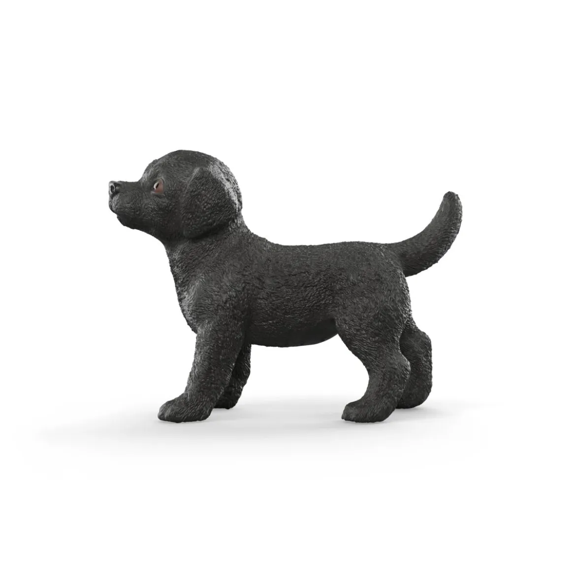 Chiot Labrador Retriever noir