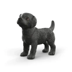 Chiot Labrador Retriever noir
