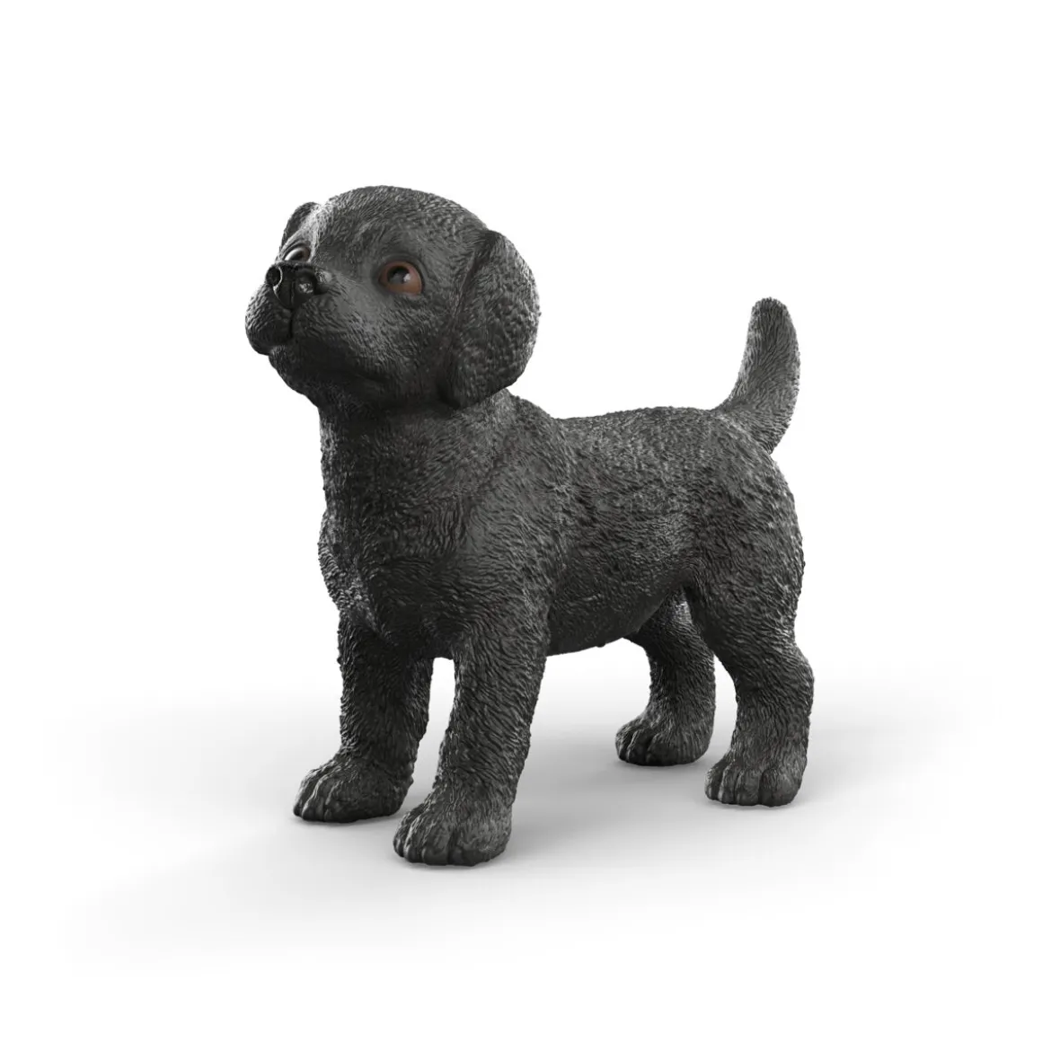 Chiot Labrador Retriever noir