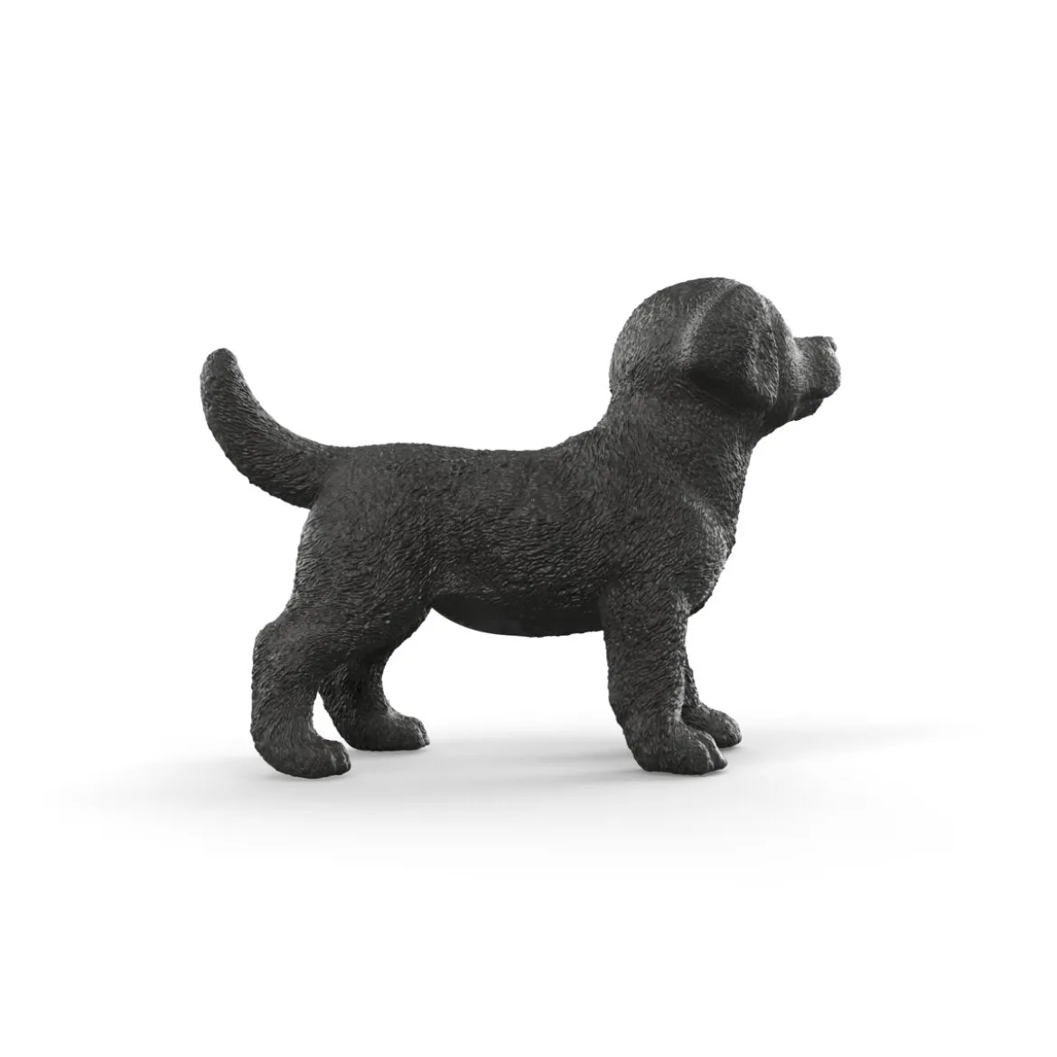 Chiot Labrador Retriever noir