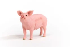 Cochon