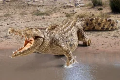 Crocodile
