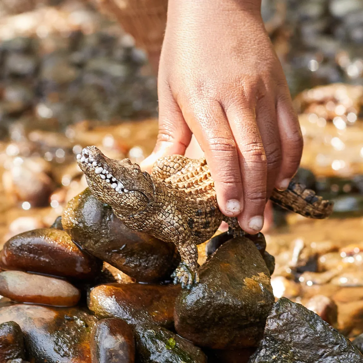 Crocodile