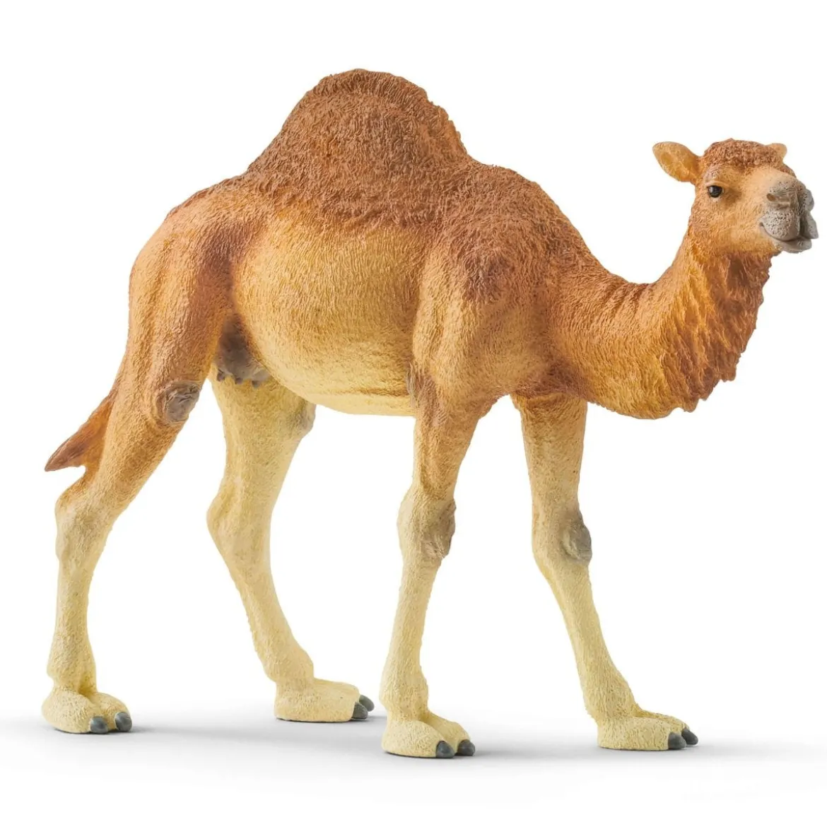 Dromadaire