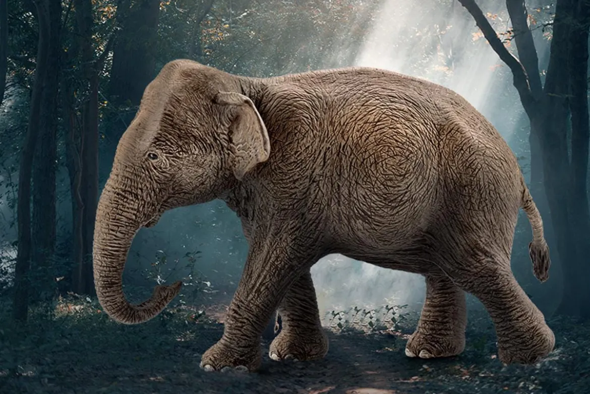 Eléphant d’Asie, femelle (bundle)