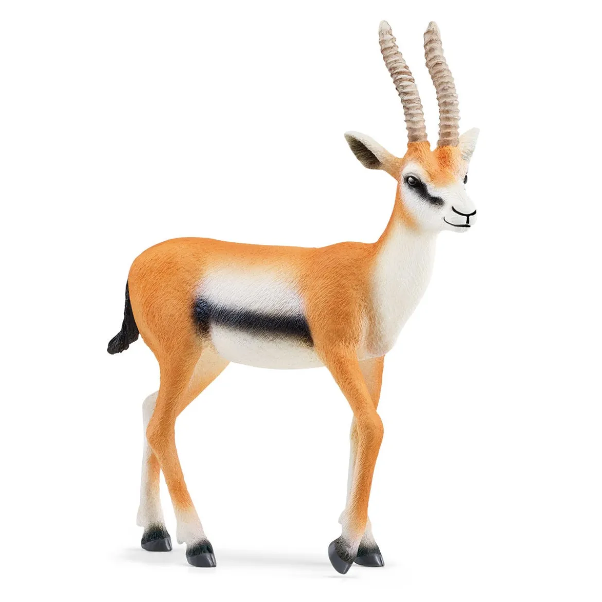 Gazelle de Thomson