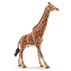 Girafe mâle