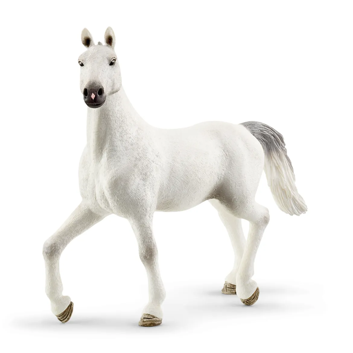 Grand Manège Equestre