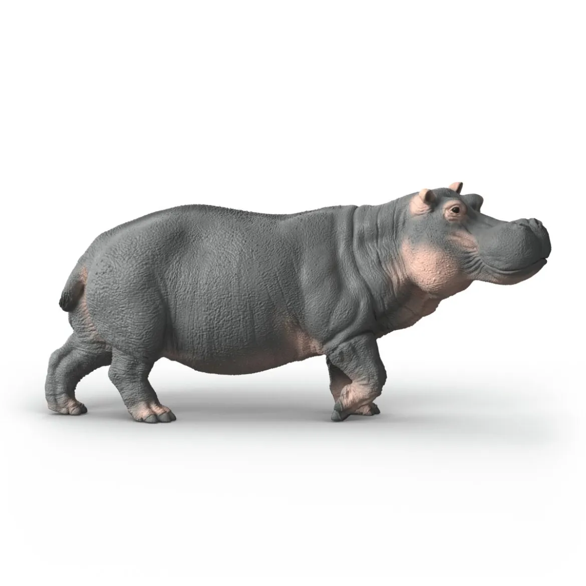 Hippopotame