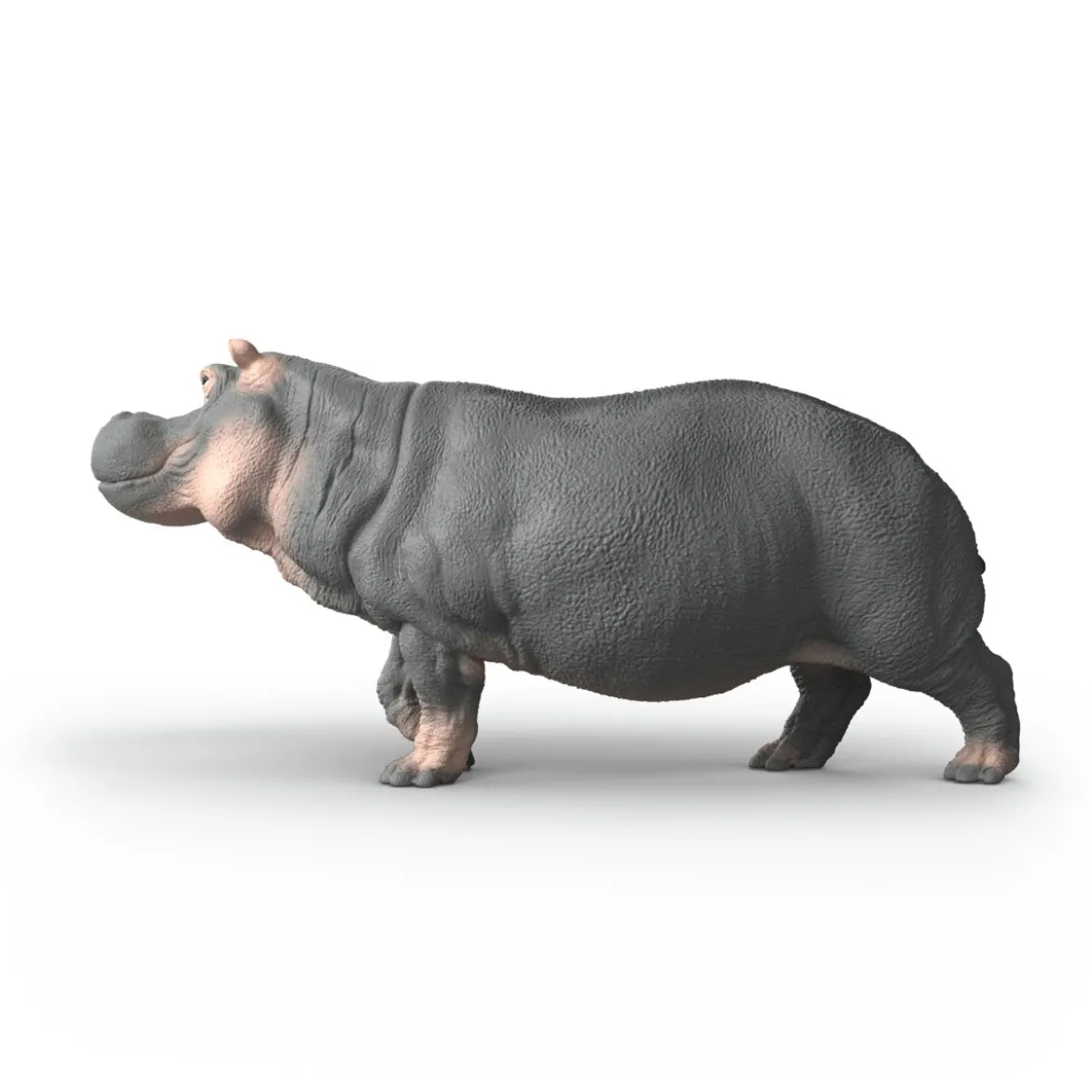 Hippopotame