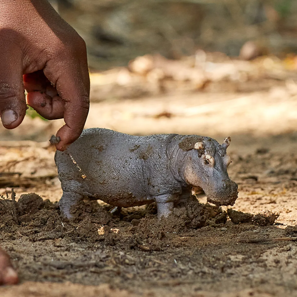 Hippopotame (bundle)