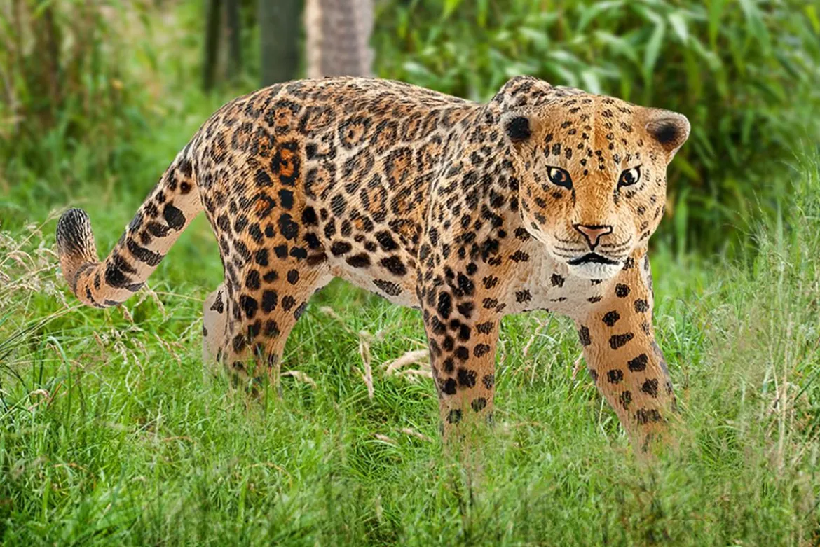 Jaguar