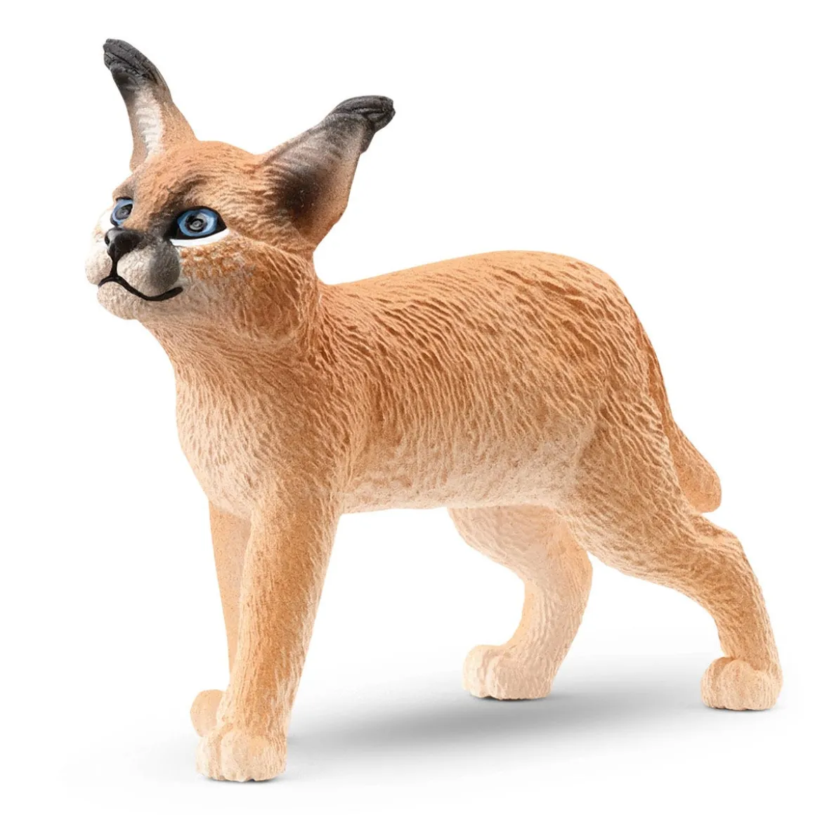 Jeune Caracal
