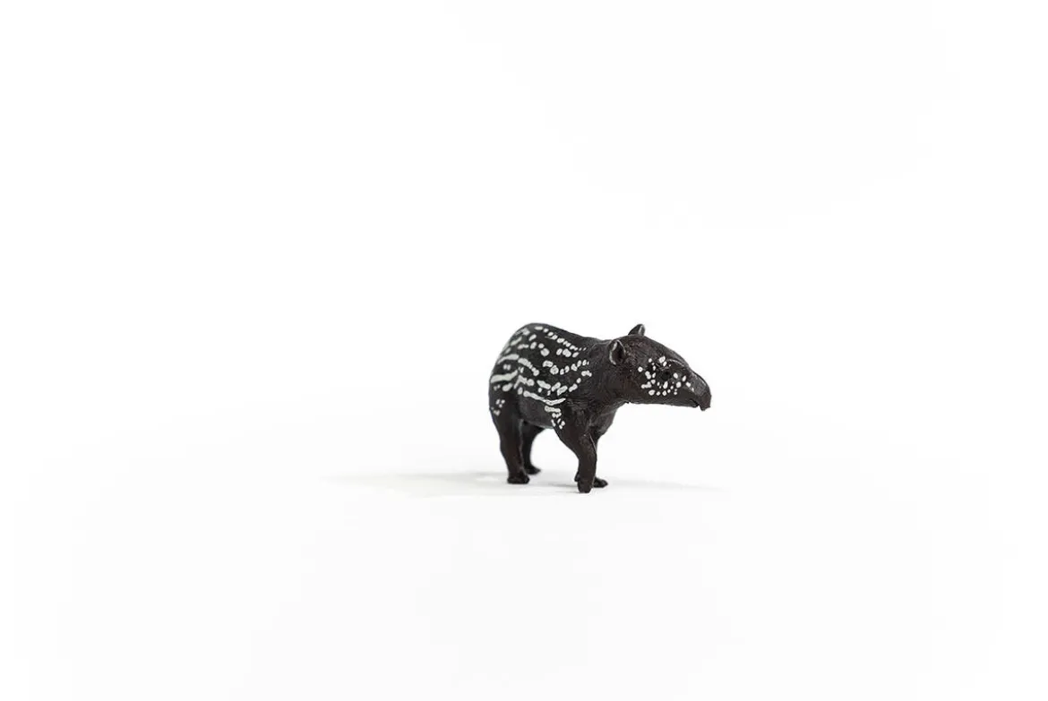 Jeune tapir