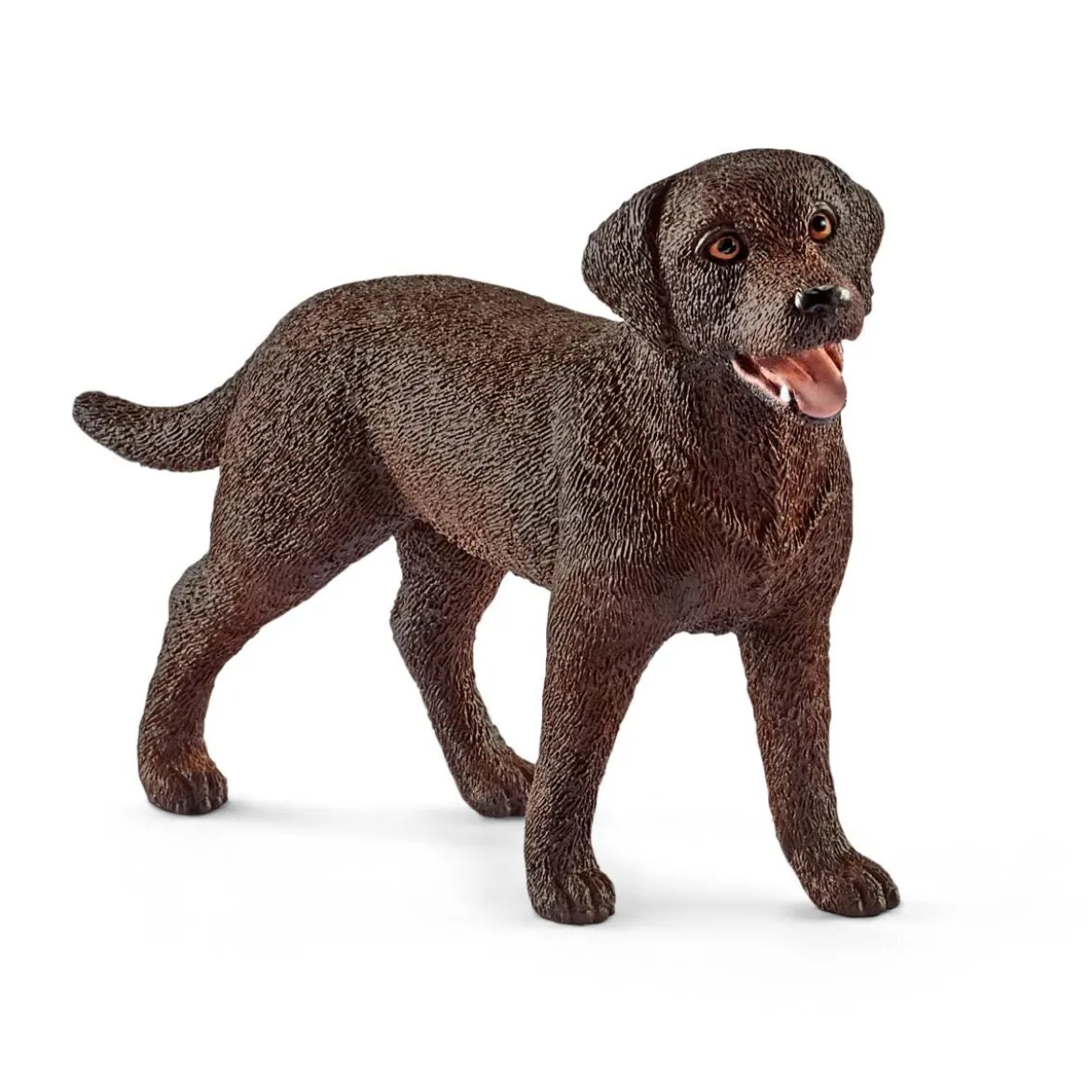 Labrador Retriever, femelle
