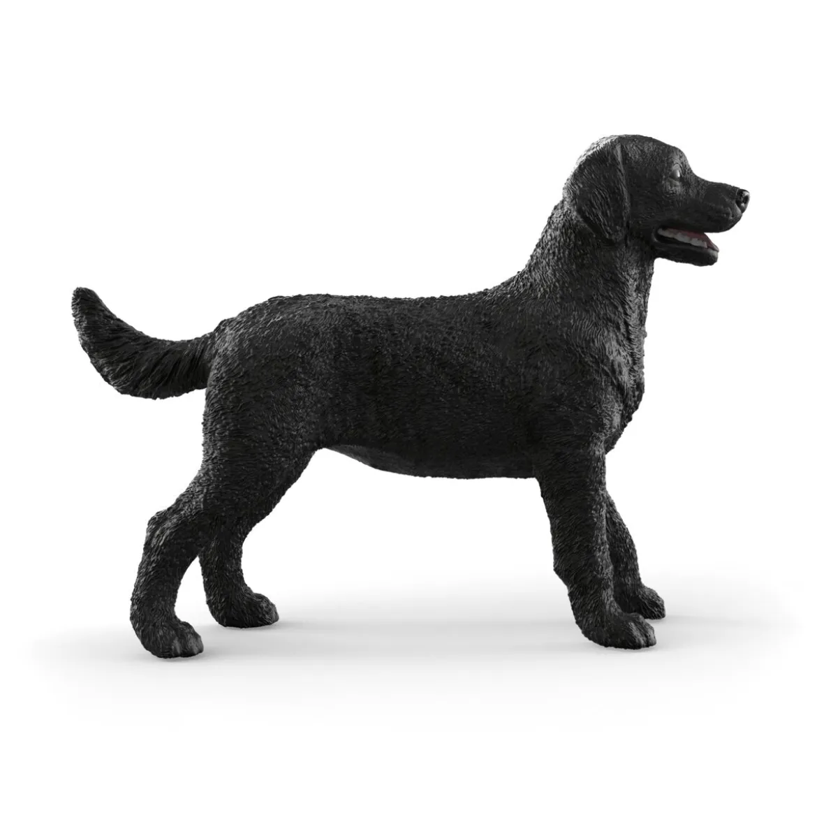 Labrador Retriever femelle noir