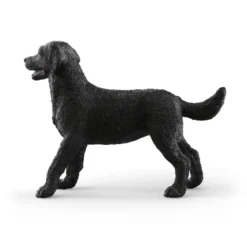 Labrador Retriever femelle noir