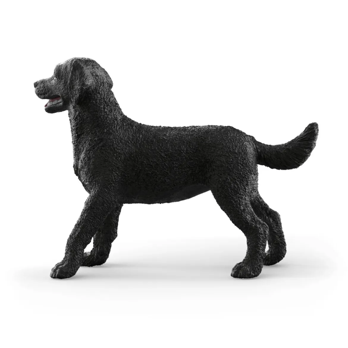 Labrador Retriever femelle noir