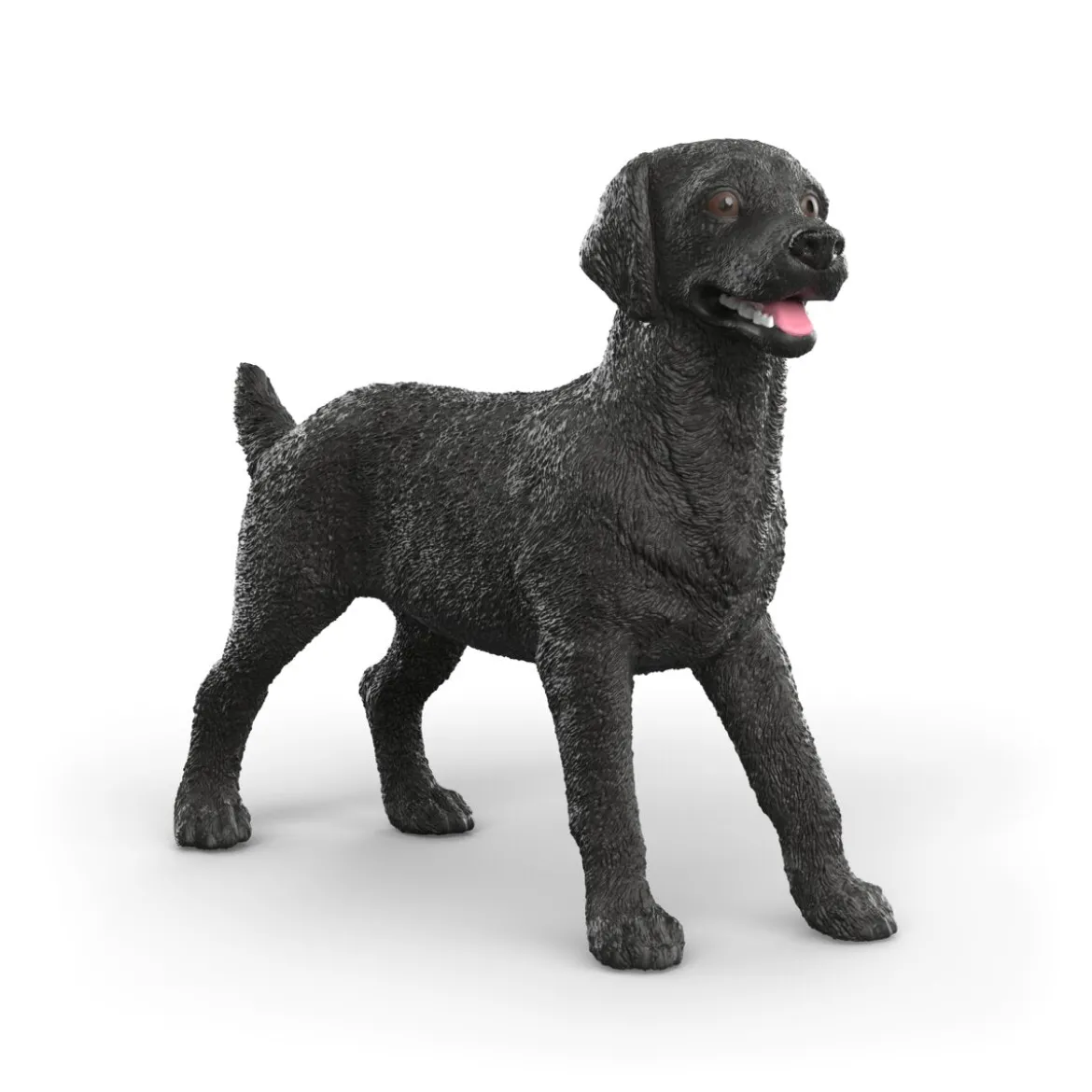 Labrador Retriever femelle noir