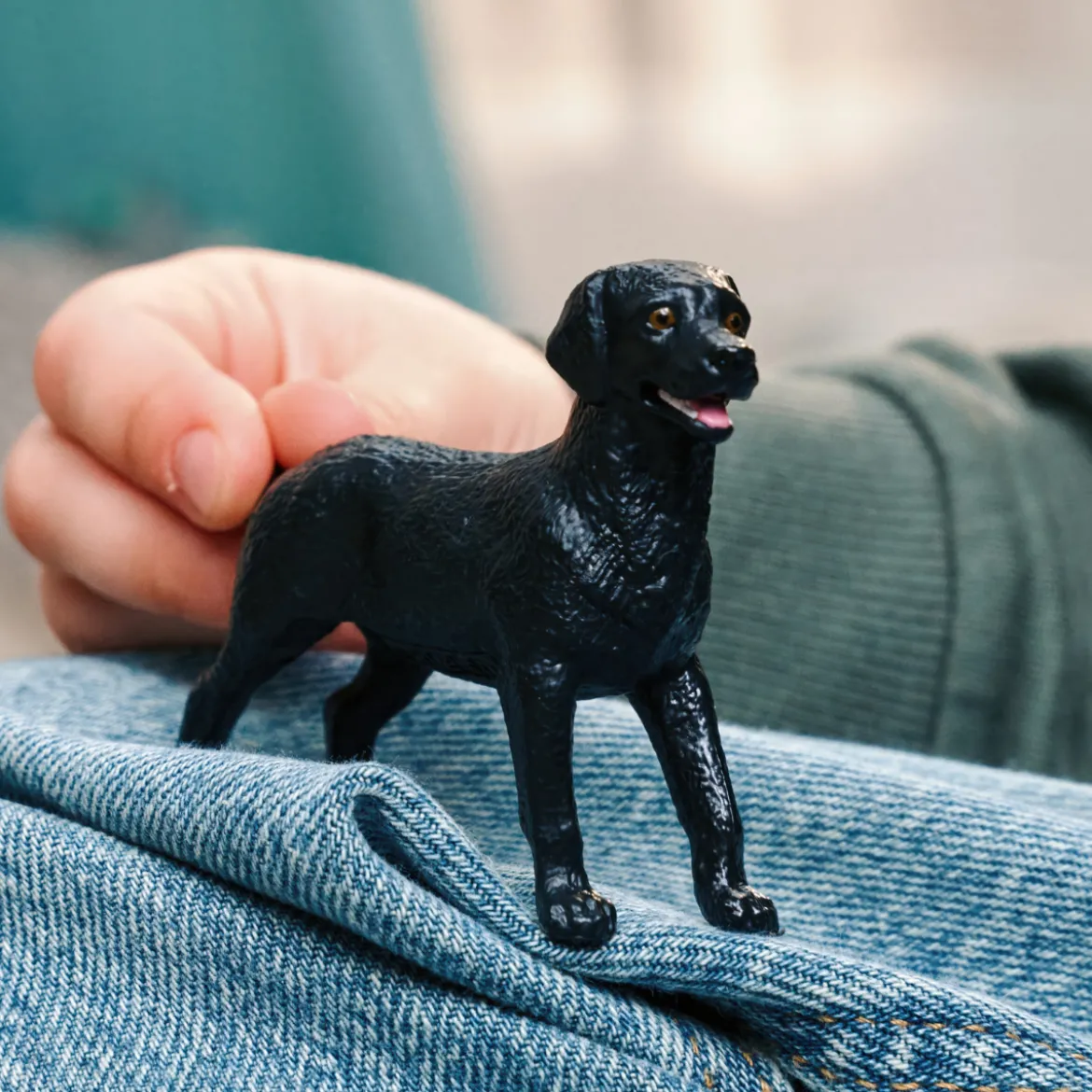 Labrador Retriever femelle noir