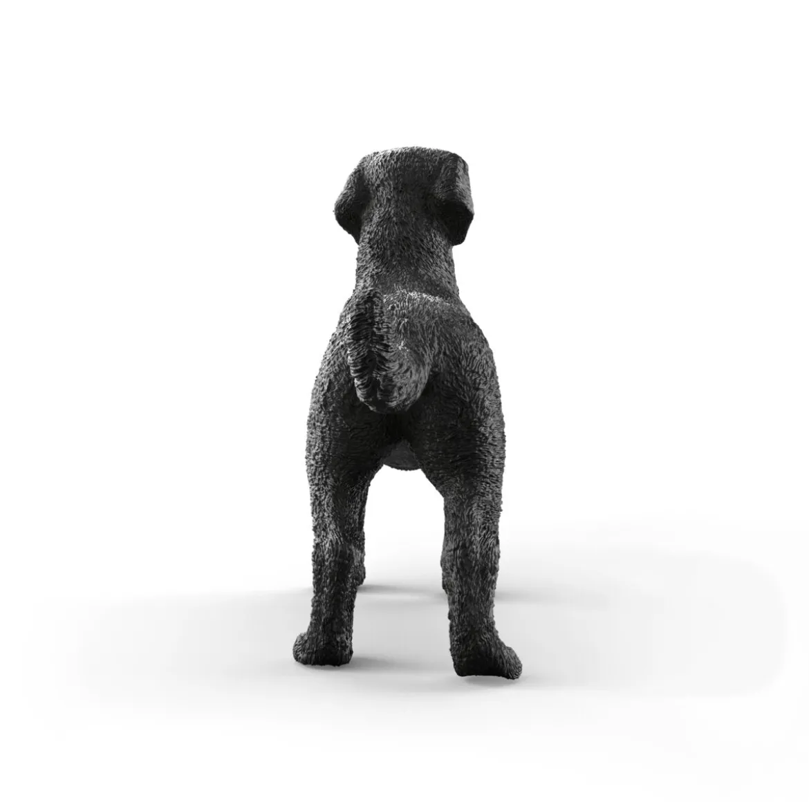 Labrador Retriever femelle noir