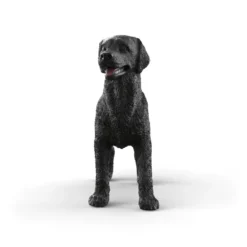 Labrador Retriever femelle noir