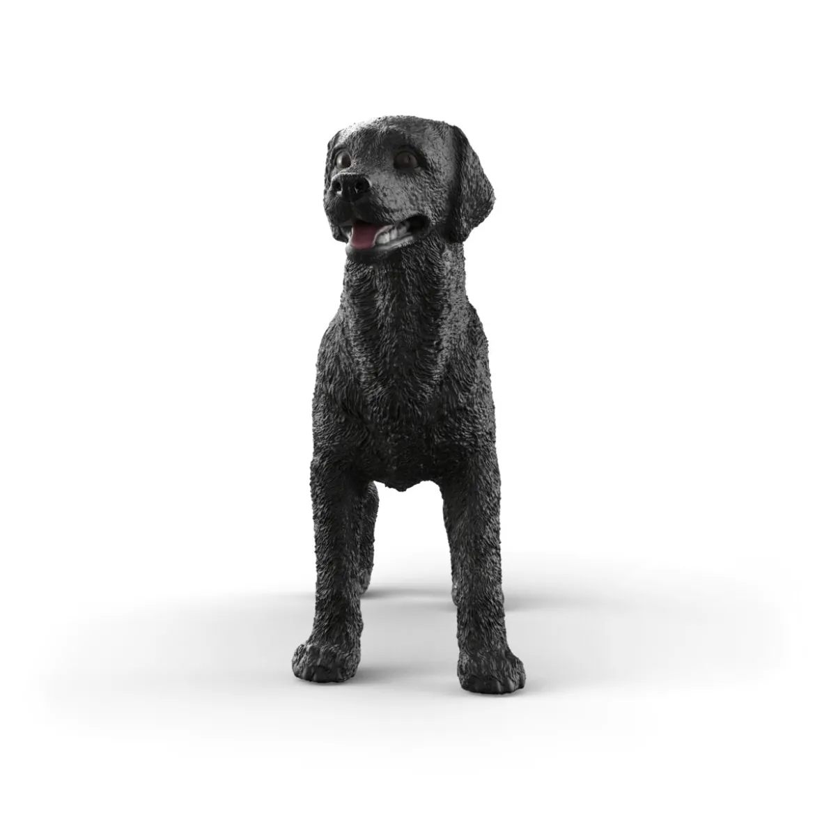 Labrador Retriever femelle noir