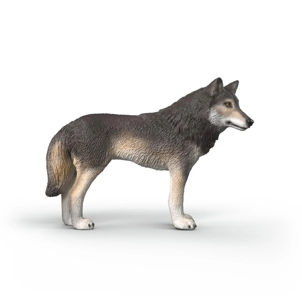 Loup américain