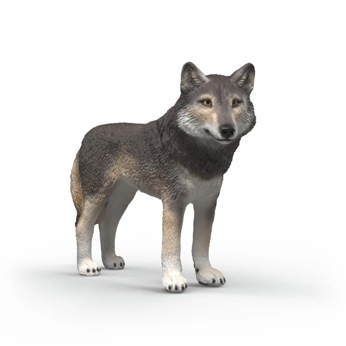 Loup américain