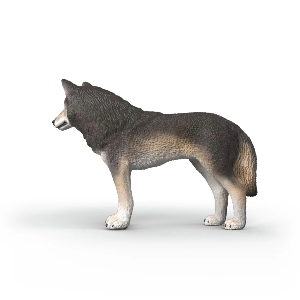 Loup américain