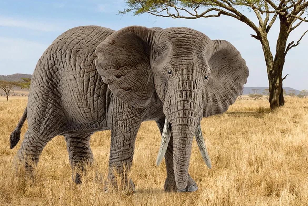 Éléphant d'Afrique femelle