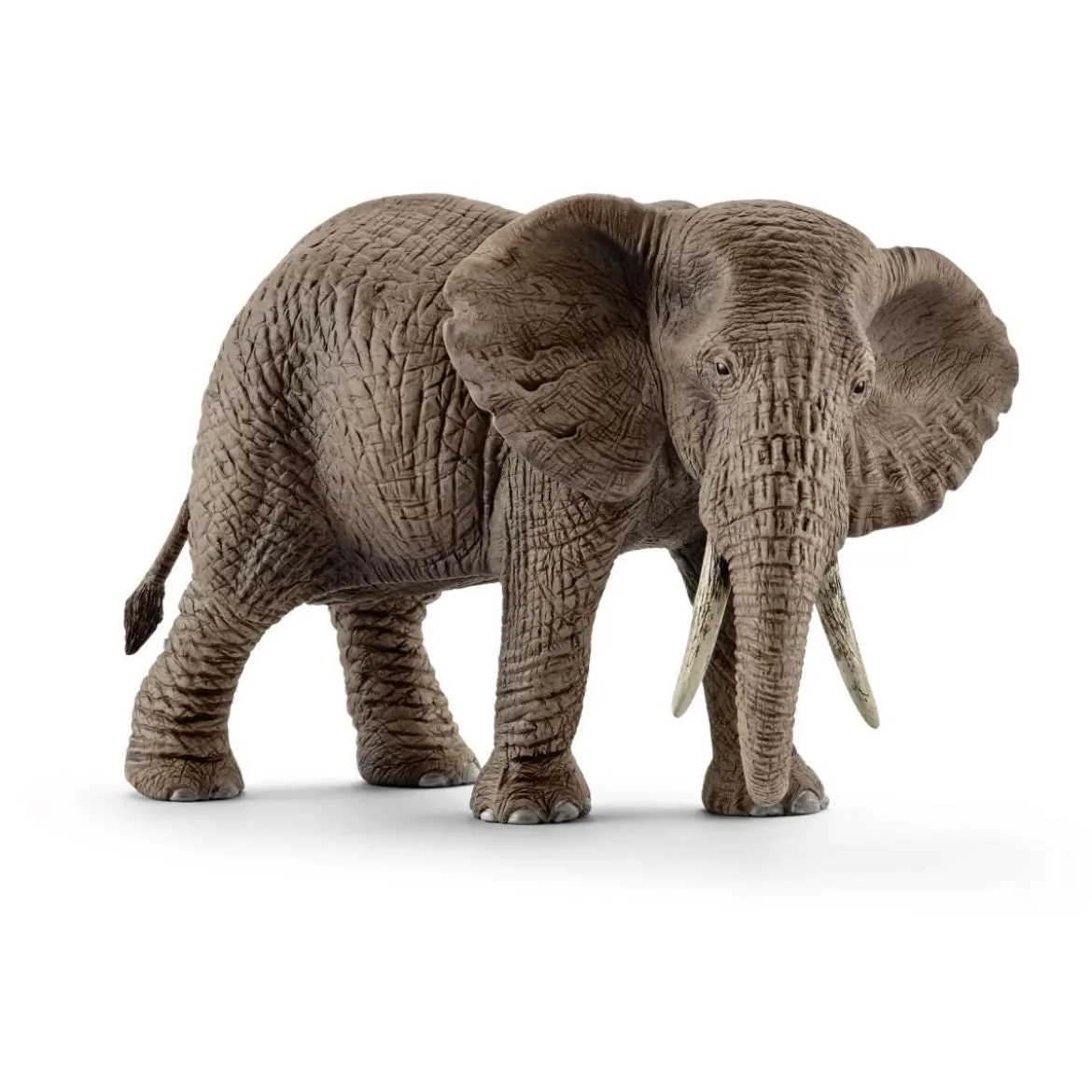 Éléphant d'Afrique femelle